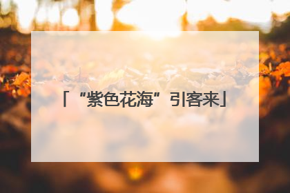 “紫色花海”引客来