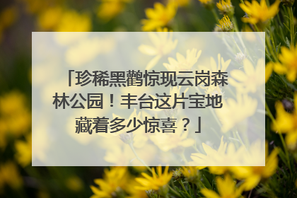 珍稀黑鹳惊现云岗森林公园！丰台这片宝地藏着多少惊喜？