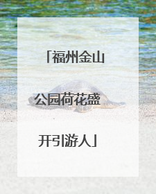 福州金山公园荷花盛开引游人