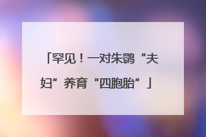 罕见！一对朱鹮“夫妇”养育“四胞胎”