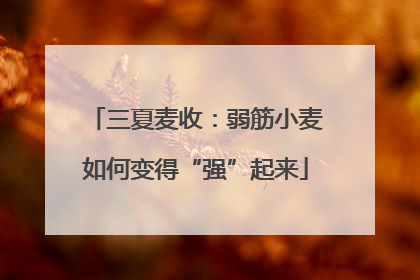 三夏麦收：弱筋小麦如何变得“强”起来