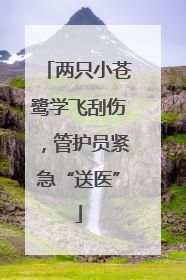 两只小苍鹭学飞刮伤，管护员紧急“送医”