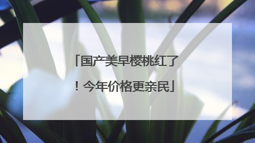 国产美早樱桃红了！今年价格更亲民