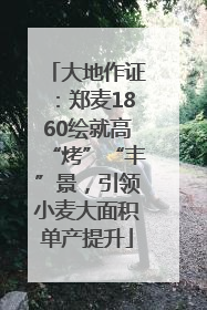 大地作证：郑麦1860绘就高“烤”“丰”景，引领小麦大面积单产提升