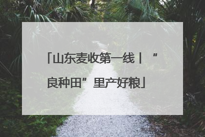 山东麦收第一线丨“良种田”里产好粮