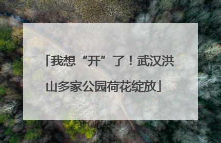 我想“开”了！武汉洪山多家公园荷花绽放