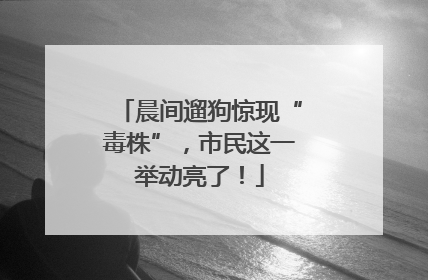 晨间遛狗惊现“毒株”，市民这一举动亮了！