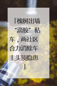 槐树出墙“滴胶”黏车，两社区合力消除车主头顶隐患