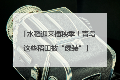水稻迎来插秧季！青岛这些稻田披“绿装”