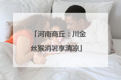 河南商丘：川金丝猴消暑享清凉