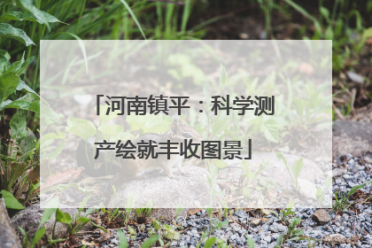 河南镇平：科学测产绘就丰收图景