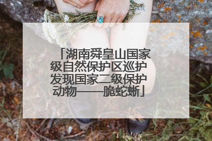 湖南舜皇山国家级自然保护区巡护发现国家二级保护动物——脆蛇蜥