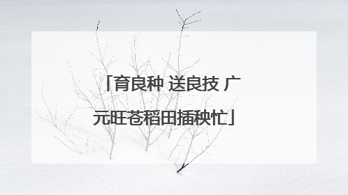 育良种 送良技 广元旺苍稻田插秧忙