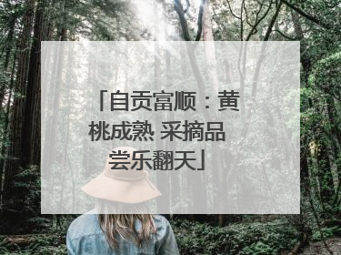 自贡富顺：黄桃成熟 采摘品尝乐翻天