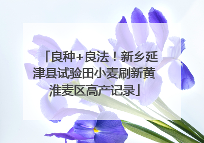良种+良法！新乡延津县试验田小麦刷新黄淮麦区高产记录