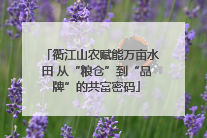 衢江山农赋能万亩水田 从“粮仓”到“品牌”的共富密码