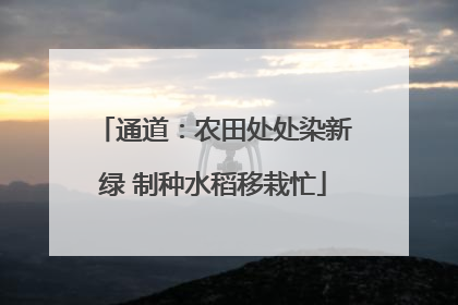 通道：农田处处染新绿 制种水稻移栽忙