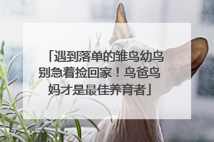 遇到落单的雏鸟幼鸟别急着捡回家！鸟爸鸟妈才是最佳养育者
