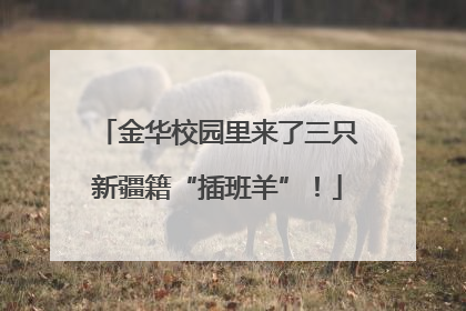 金华校园里来了三只新疆籍“插班羊”！